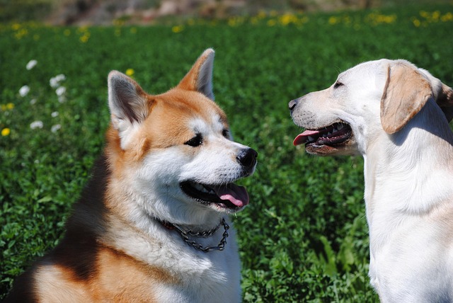 japonský pes akita inu