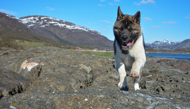 japonský pes akita inu